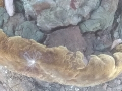 Phellinus pomaceoides