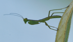 Orthodera novaezealandiae