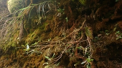 Rhododendron formosanum