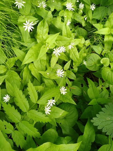 Stellaria bungeana iNat (2)