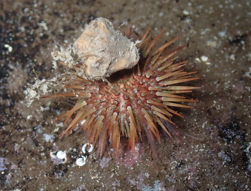Atlantic Purple Sea Urchin, photo 5 of 9