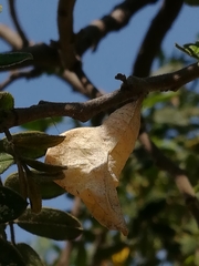 Phoebis philea