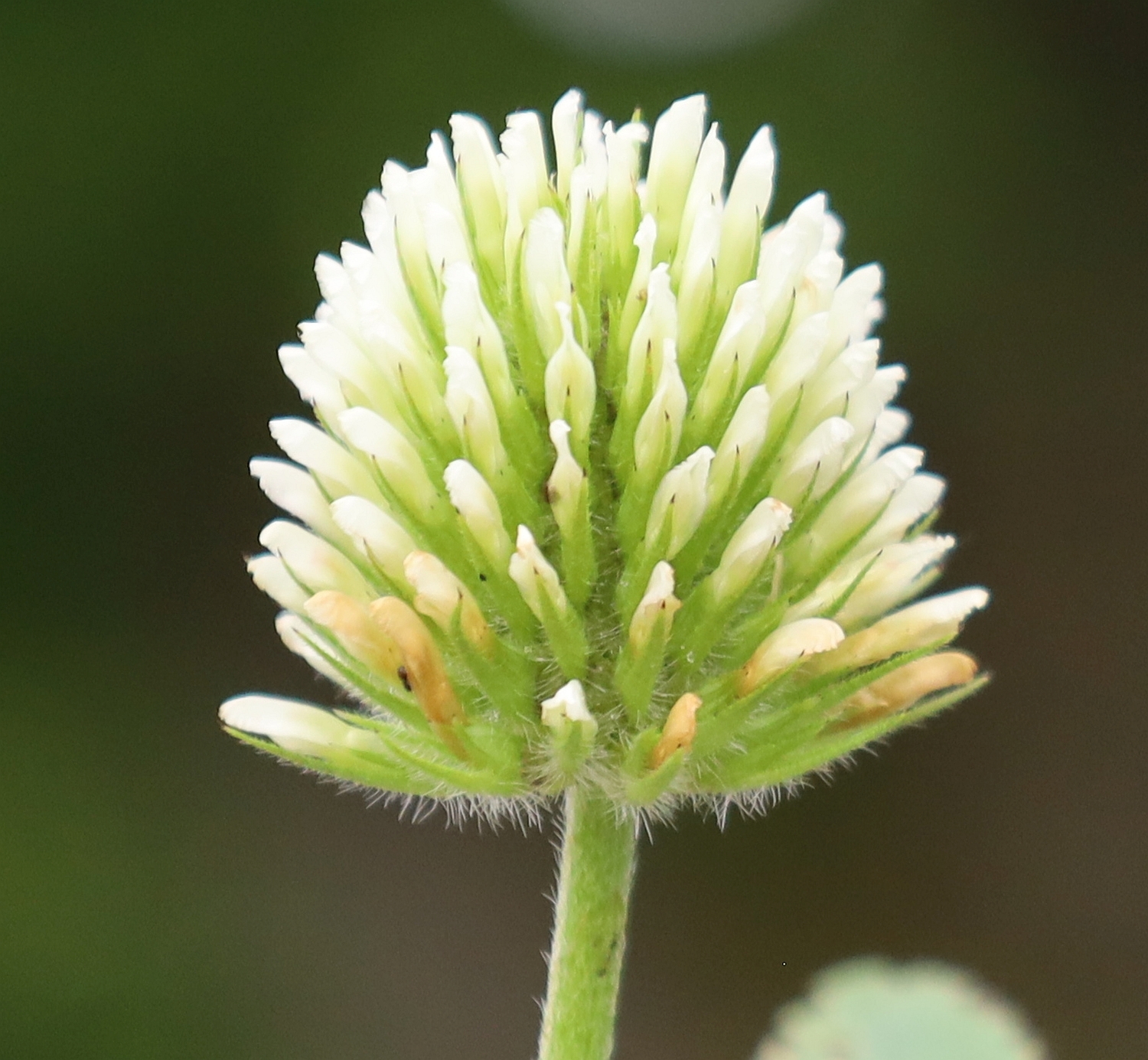 Trifolium alexandrinum