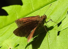 Hesperiidae