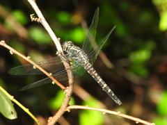 Onychothemis testacea