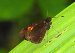 Koruthaialos rubecula