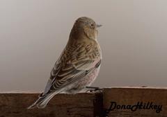 Leucosticte australis