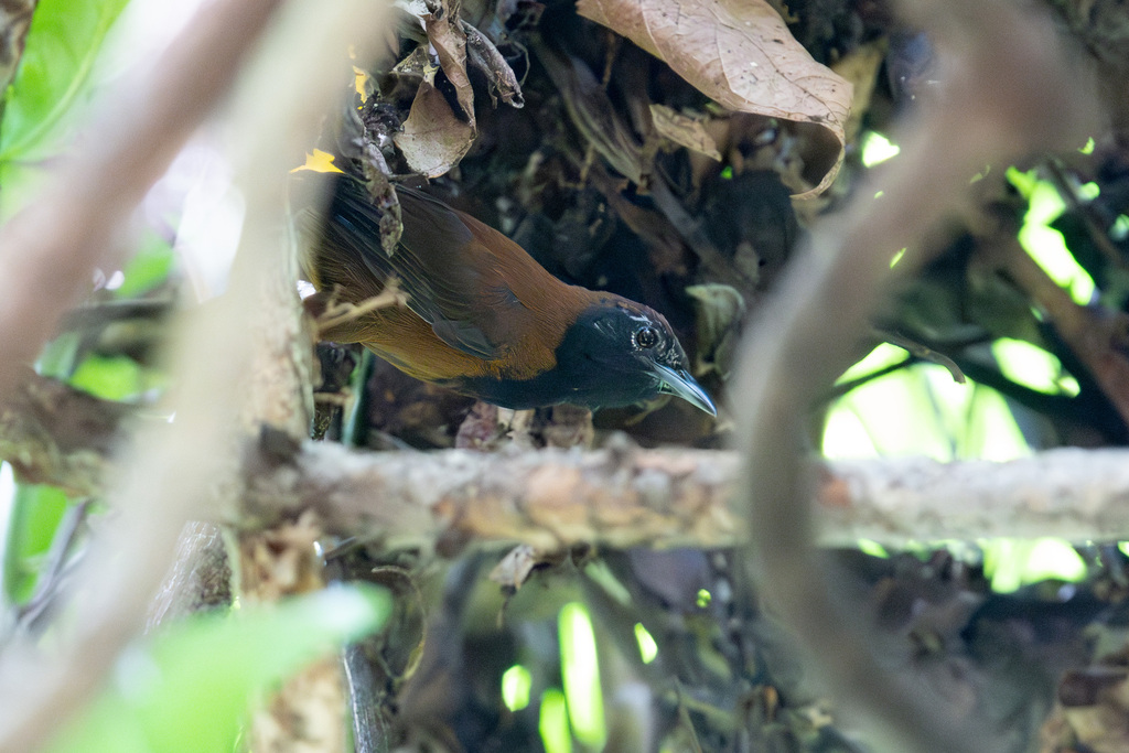 Black-Throated Wren