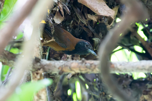 Black-throated Wren
