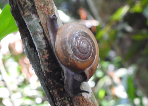 Sarika resplendens