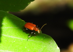 Chrysomelidae