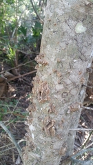 Celtis laevigata image