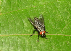 Sarcophagidae