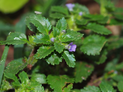 Stemodia verticillata