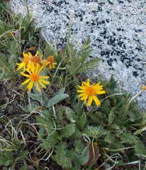 Tephroseris lindstroemii