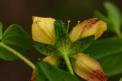 Hypericum aethiopicum subsp. sonderi image