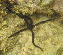 Ophiopsammus maculata