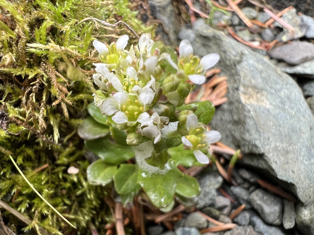 greenland cochlearia