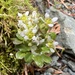 Greenland Cochlearia - Photo (c) Sal, some rights reserved (CC BY-NC), uploaded by Sal
