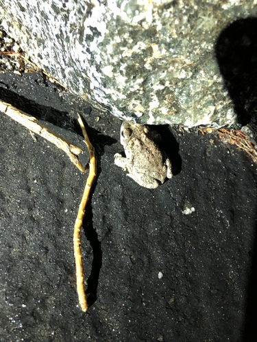 iNaturalist observation photo of Red-spotted Toad