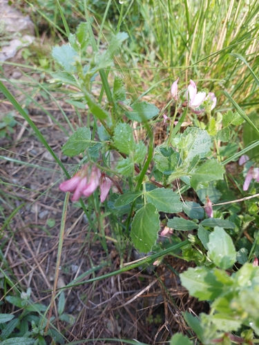Image of Ononis rotundifolia by (c) Thomas Koffel, some rights reserved (CC BY)