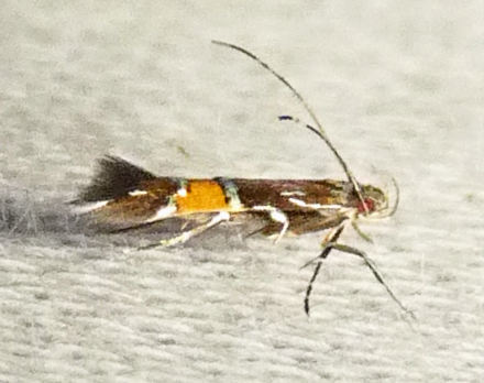Beautiful Cosmopterix Moth