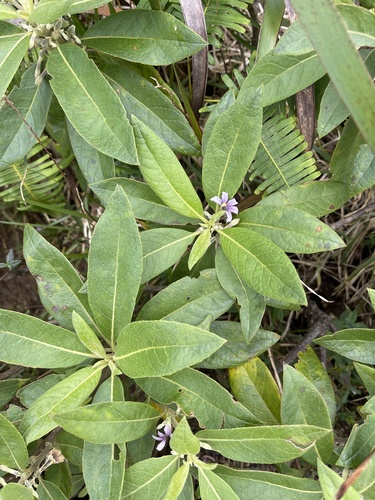 Scaevola mollis