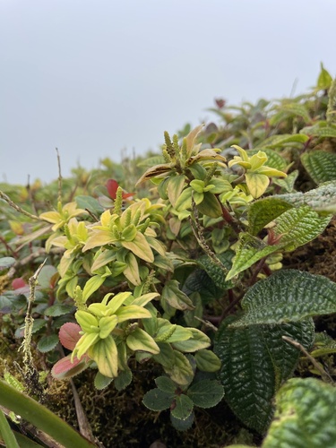 Peperomia ellipticibacca observed 2023-06-11