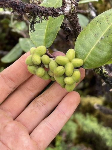 Melicope hosakae