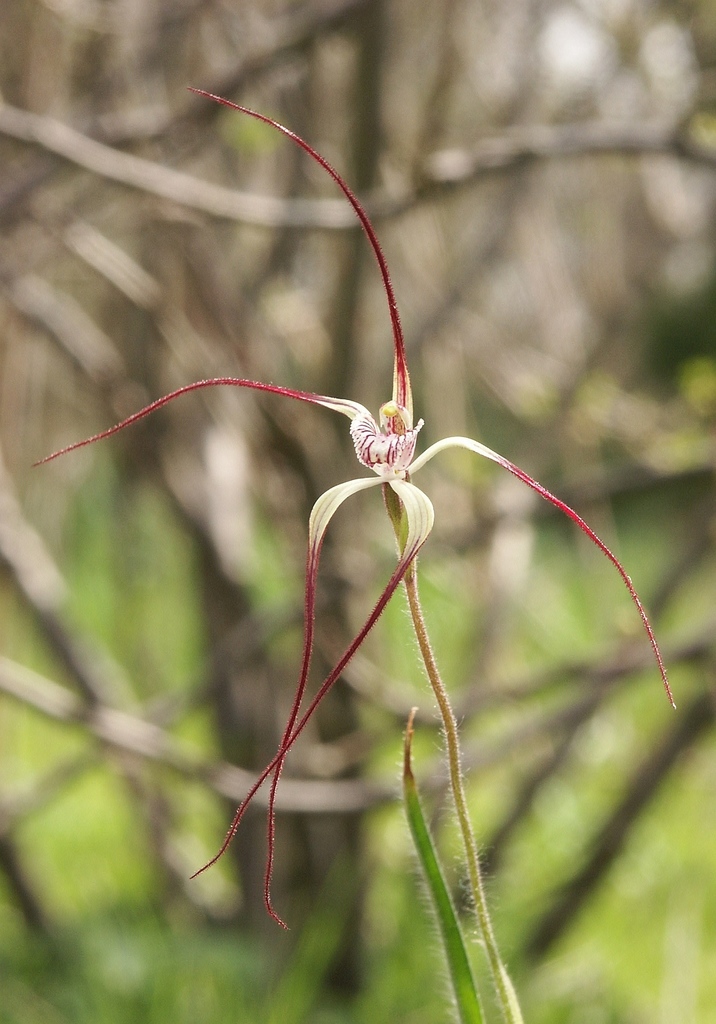 Joseph's spider orchid