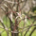 Joseph's Spider Orchid - Photo (c) Bernd Haynold, some rights reserved (CC BY-SA)