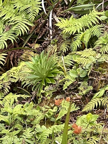 Lobelia gaudichaudii observed 2023-06-11