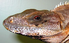 Ctenosaura similis