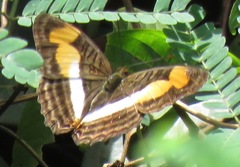 Adelpha melona
