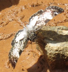 Chiomara asychis