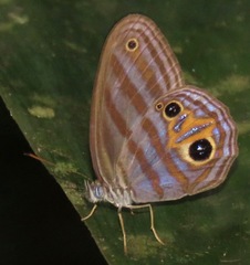 Chloreuptychia chlorimene