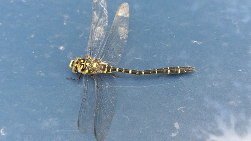 Golden-ringed Dragonfly photo 5