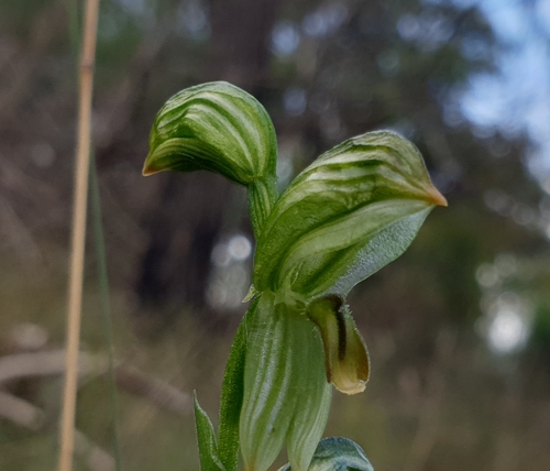 Image of Pterostylis smaragdyna by (c) Rosalie Lawrence, some rights reserved (CC BY)