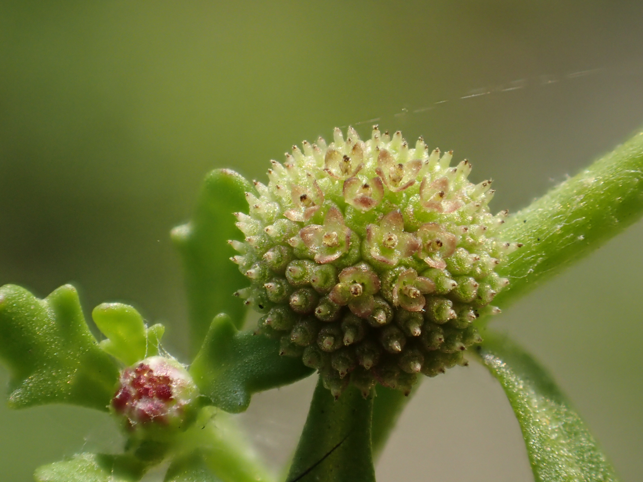 Centipeda minima