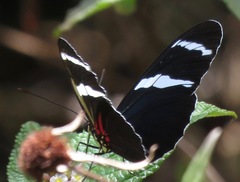 Heliconius antiochus