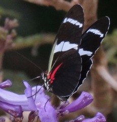 Heliconius antiochus