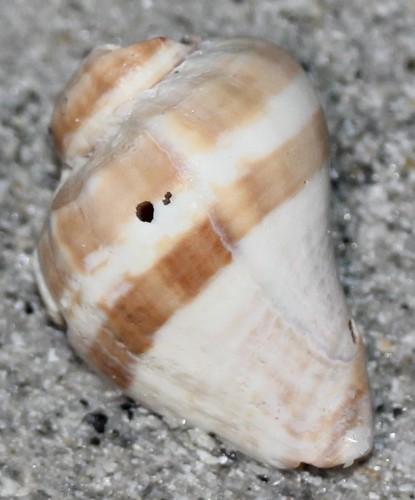 Melongena corona