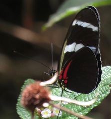 Heliconius antiochus