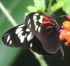 Heliconius elevatus