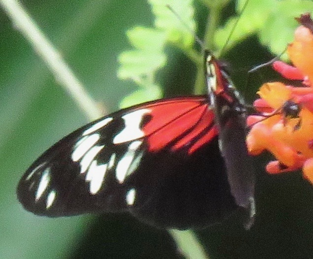 Heliconius elevatus