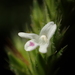 Lepidagathis inaequalis - Photo no rights reserved, uploaded by 葉子