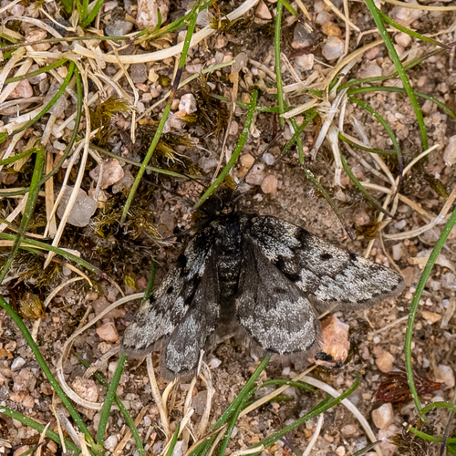 Glacies coracina