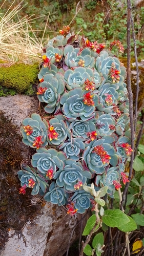 hen-and-chickens echeveria