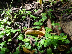 Lepidagathis inaequalis