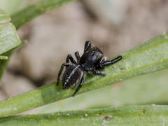 Pellenes seriatus